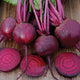 Close-up of Gemini beets showing dark red globe roots and magenta interior rings on a white background