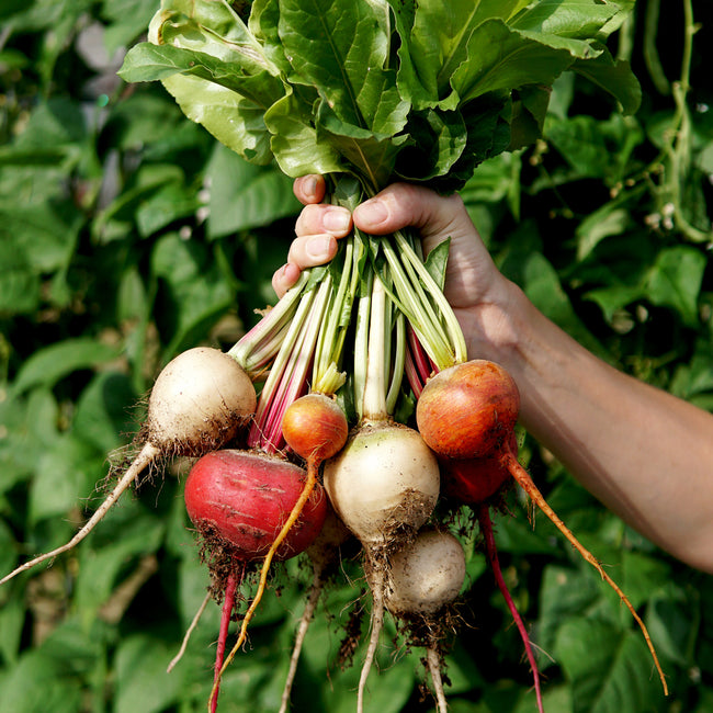 Hand holding a bunch of freshly harvested beets with green leaves against a natural background.