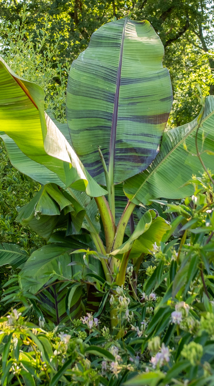 Large green banana leaf in a natural setting with trees and foliage.