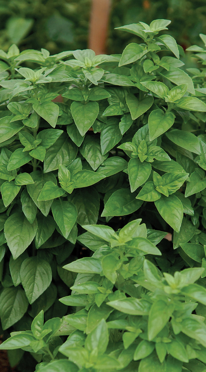 Close-up of a lush green basil plant with a blurred natural background