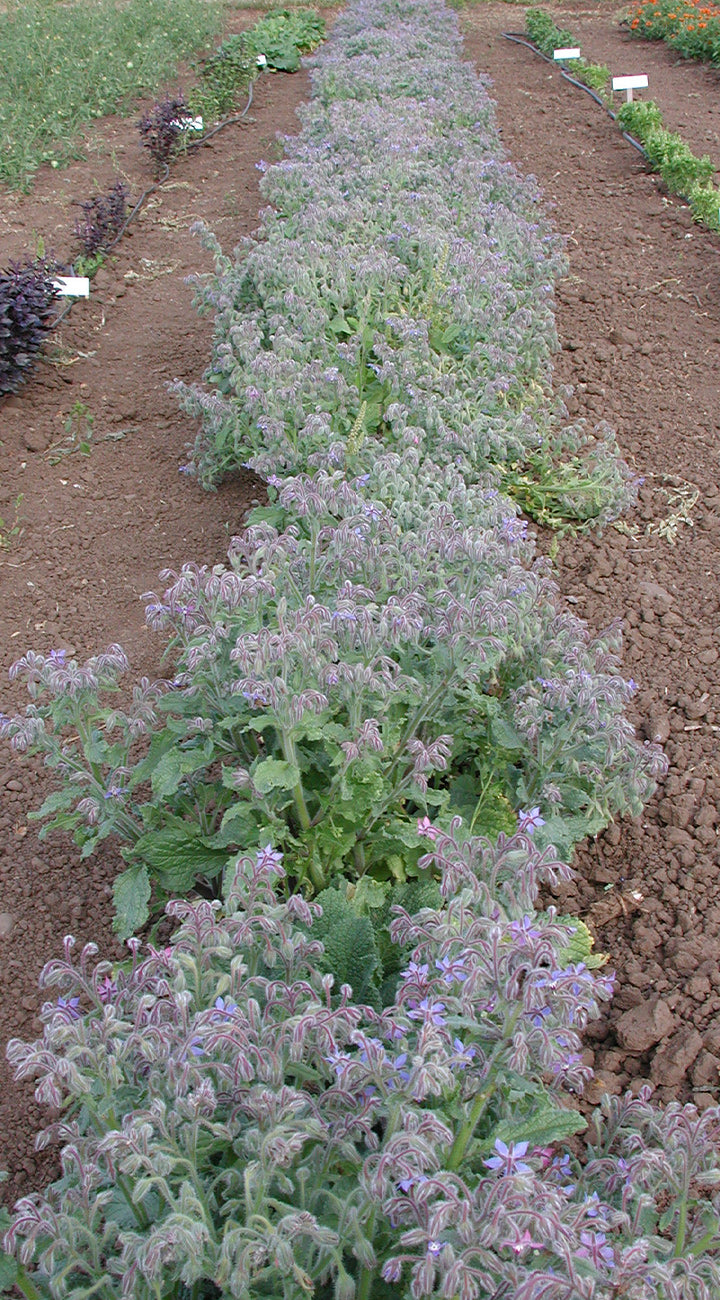 Row of flowering borage plants in a garden setting