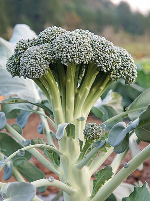 Close-up of a broccoli plant with green leaves and buds.
