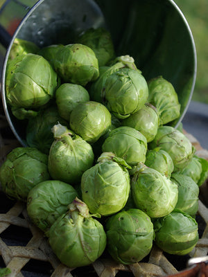 Green brussels sprouts in a metal colander on a woven mat.
