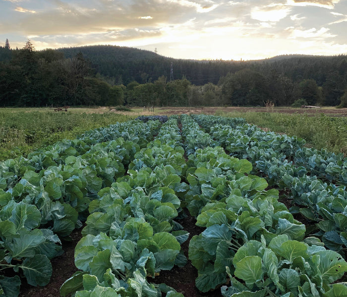Vegetable garden of brussels sprouts with rows of plants under a sunset sky.