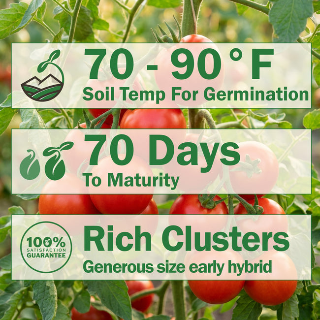 Carmello tomato product graphic highlighting 70 to 90 degrees Fahrenheit, 70 days, and rich clusters