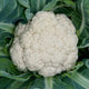 Snow Crown Cauliflower