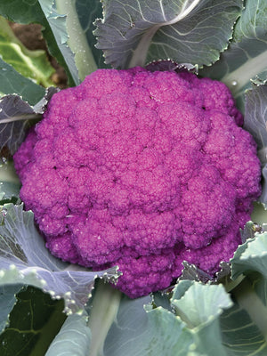 Close-up top view of Amethyst purple cauliflower showing a dense, vibrant purple curd surrounded by green leaves