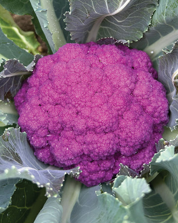 Close-up top view of Amethyst purple cauliflower showing a dense, vibrant purple curd surrounded by green leaves