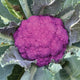 Close-up top view of Amethyst purple cauliflower showing a dense, vibrant purple curd surrounded by green leaves