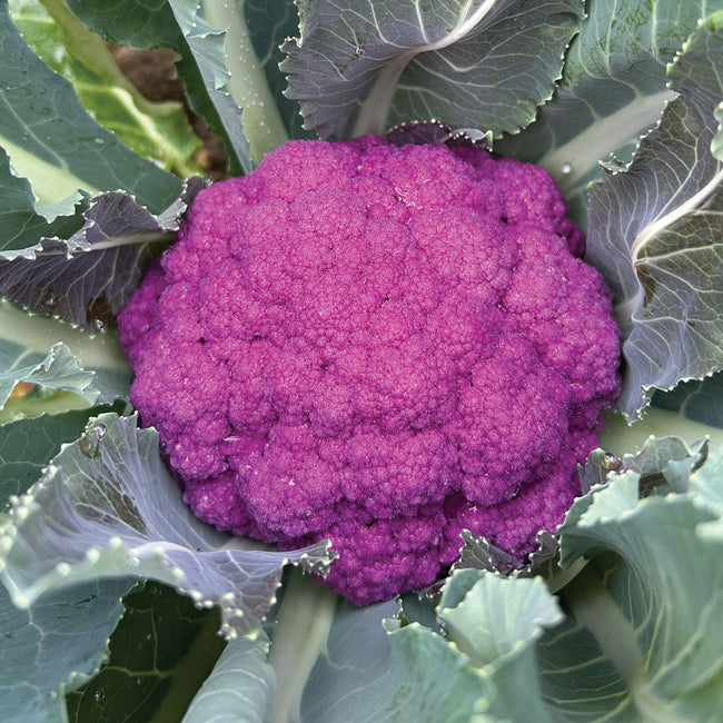 Close-up top view of Amethyst purple cauliflower showing a dense, vibrant purple curd surrounded by green leaves