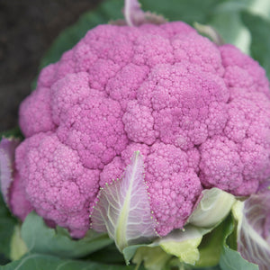 Close-up of Amethyst cauliflower showing a purple dome-shaped head with surrounding green leaves