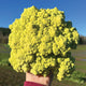 Hand holding a large green romanetto cauliflower in an outdoor setting