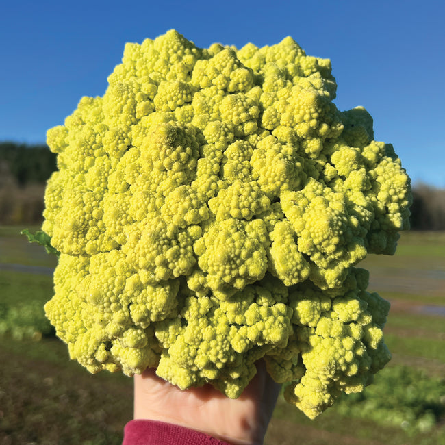Hand holding a large green romanetto cauliflower in an outdoor setting