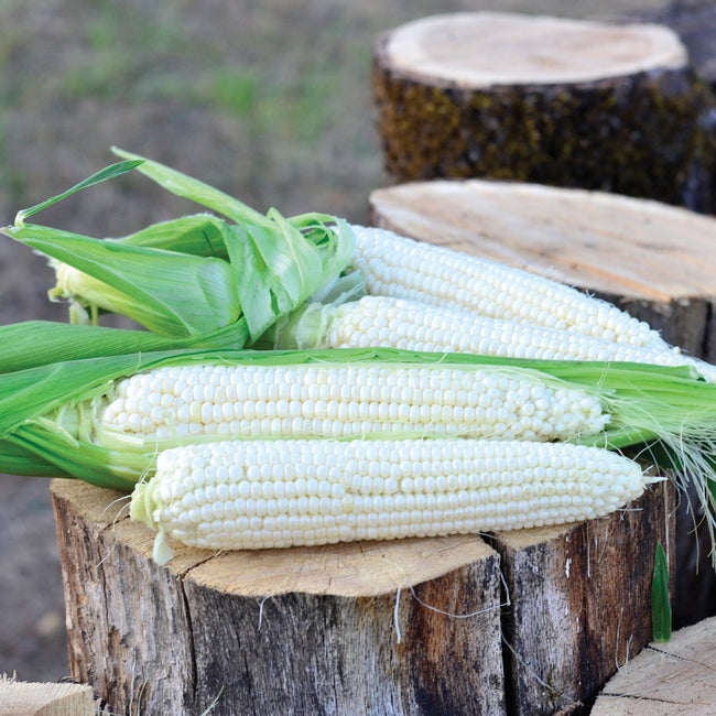 Front view of Avalon white corn ears showcasing ivory kernels and 8-inch cobs on a wood background