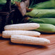 Front view of Avalon corn, three partially husked ears showing ivory kernels on a wooden board