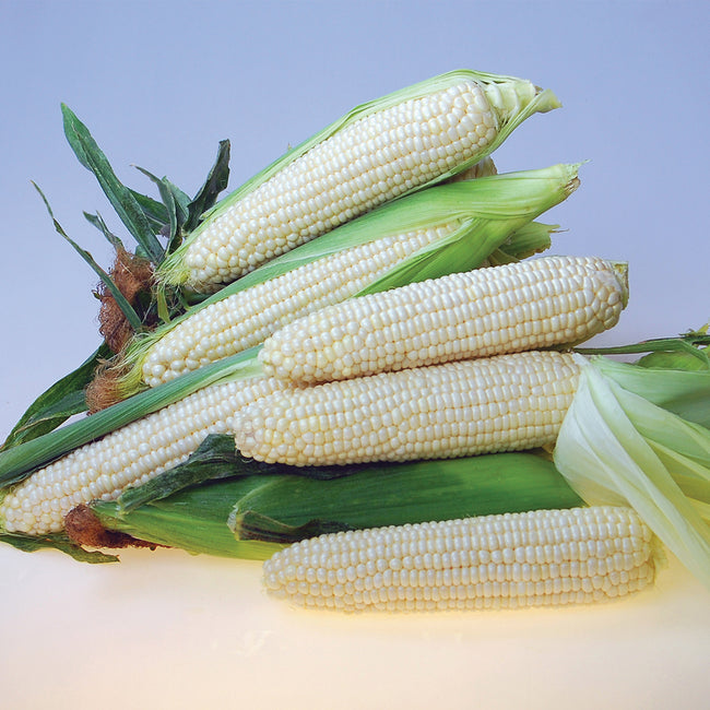 EDEN-CORN