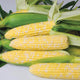 Close-up of Nirvana corn ears showing bicolor yellow-and-cream kernels and full tips on white background