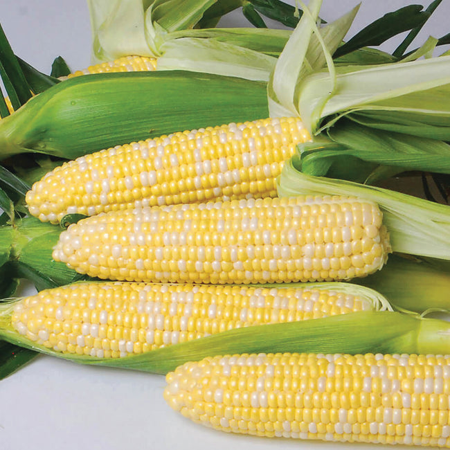 Close-up of Nirvana corn ears showing bicolor yellow-and-cream kernels and full tips on white background