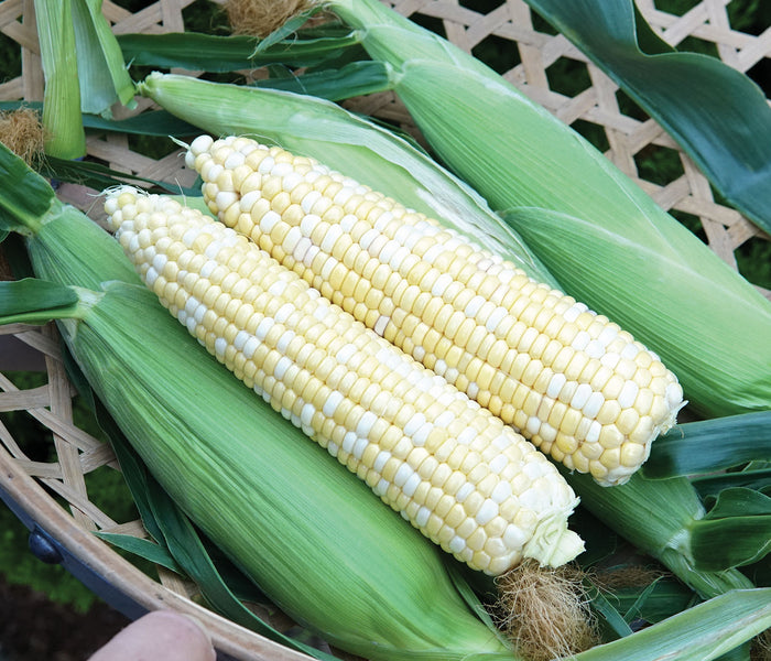 Close-up of two Nirvana corn ears showing bicolor kernels and full-tipped 8-inch ears in a green basket