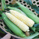 Close-up of two Nirvana corn ears showing bicolor kernels and full-tipped 8-inch ears in a green basket