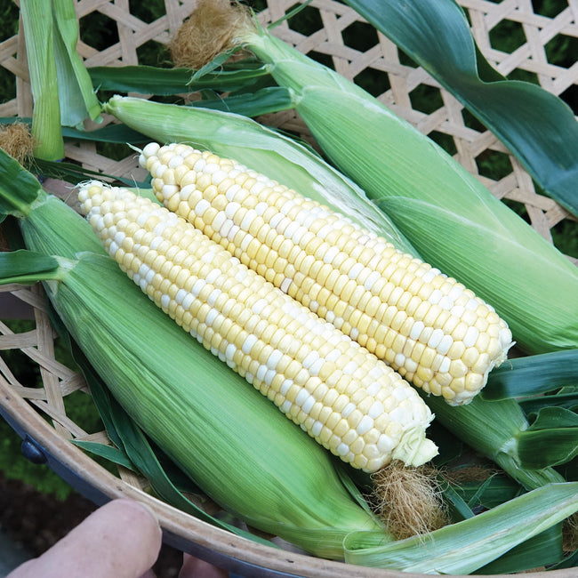 Close-up of two Nirvana corn ears showing bicolor kernels and full-tipped 8-inch ears in a green basket