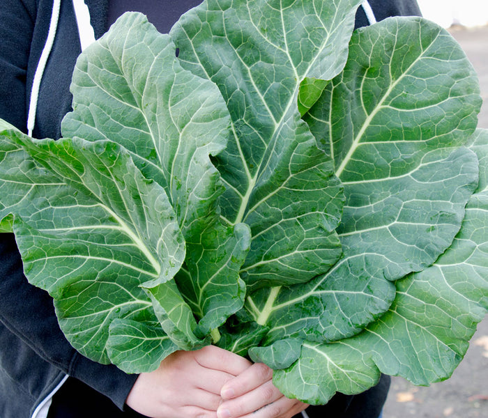 Top Chop collard leaves held in hands, showing broad dark-green ruffled leaves against a dark container background
