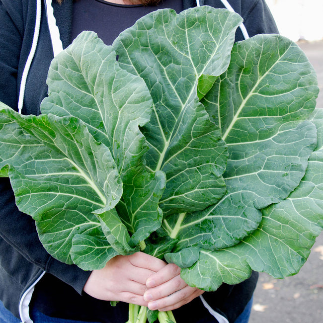 Top Chop collard leaves held in hands, showing broad dark-green ruffled leaves against a dark container background