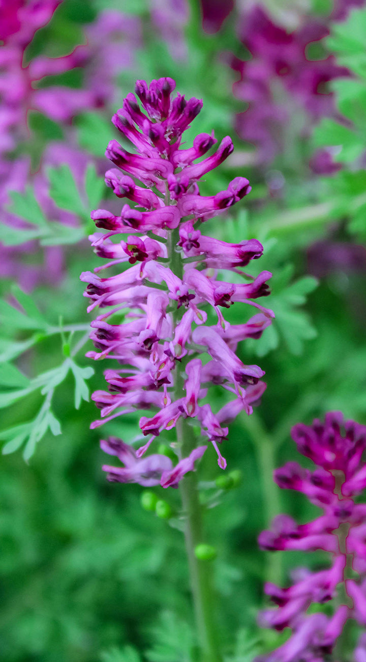Close-up of a purple corydalis  flower with green leaves in the background