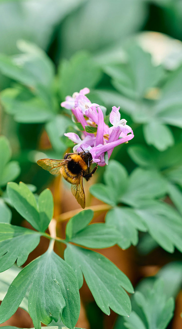 Bees on a pink corydalis flower with green leaves in the background