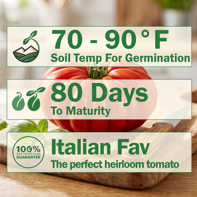 Costoluto Fiorentino Tomato