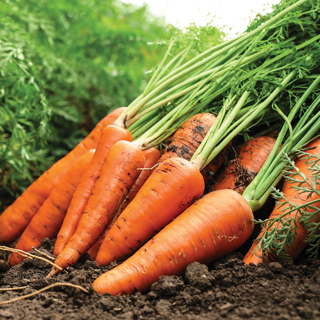Three-quarter view of Kuroda Improved carrot bunch showing stout bright orange roots with green tops with a garden background