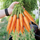 Front view of Kuroda Improved carrots held in hand showcasing stout bright orange roots and green tops