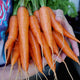 Close-up of Kuroda Improved carrot bunch showing stout bright orange roots with green tops on dark background