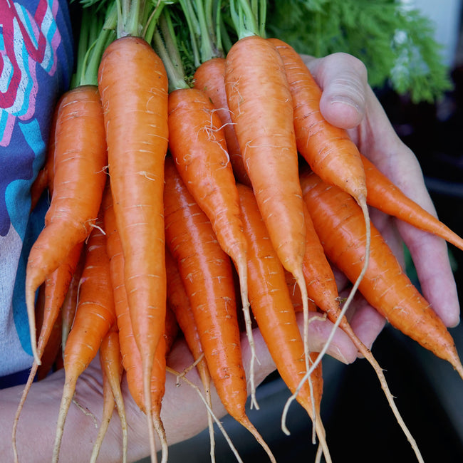 Close-up of Kuroda Improved carrot bunch showing stout bright orange roots with green tops on dark background