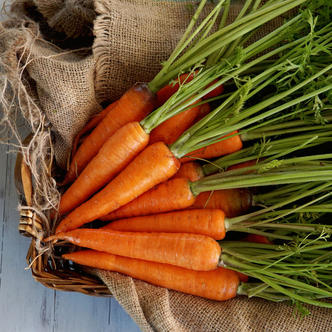 Angled view of Kuroda Improved carrots showing stout bright orange 5 to 7 inch roots with green tops on a burlap background