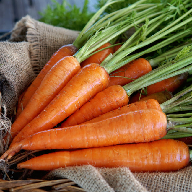 Front view of Kuroda Improved carrot roots with green tops, showing stout bright orange chantenay-style roots on a burlap background