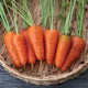 Front view of Coventry carrots in a basket showcasing broad-shouldered, wedge-shaped light orange roots with short green tops