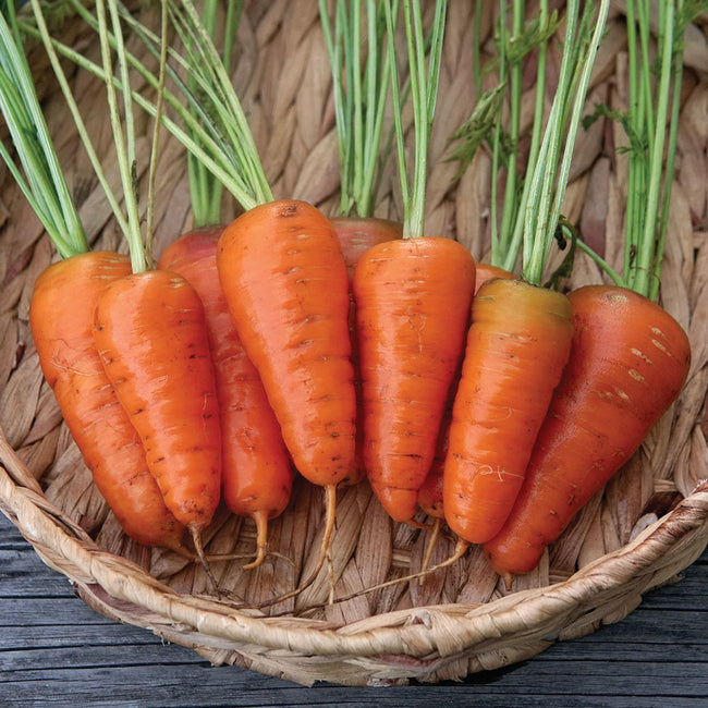 Front view of Coventry carrots in a basket showcasing broad-shouldered, wedge-shaped light orange roots with short green tops