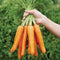 MERIDA-CARROT