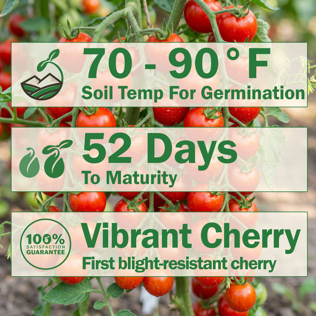 Badge-style infographic showing 52 days to maturity and recommended soil temperature 70-90 F for sweet cherry Crokini tomato