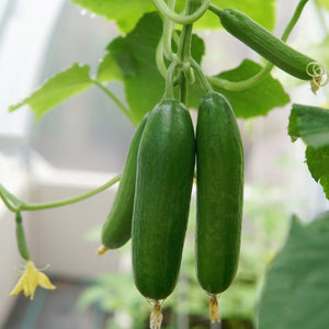 Mini Munch Cucumber