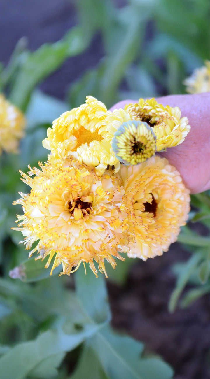Yellow Calendula flowers held by a hand with a blurred green background
