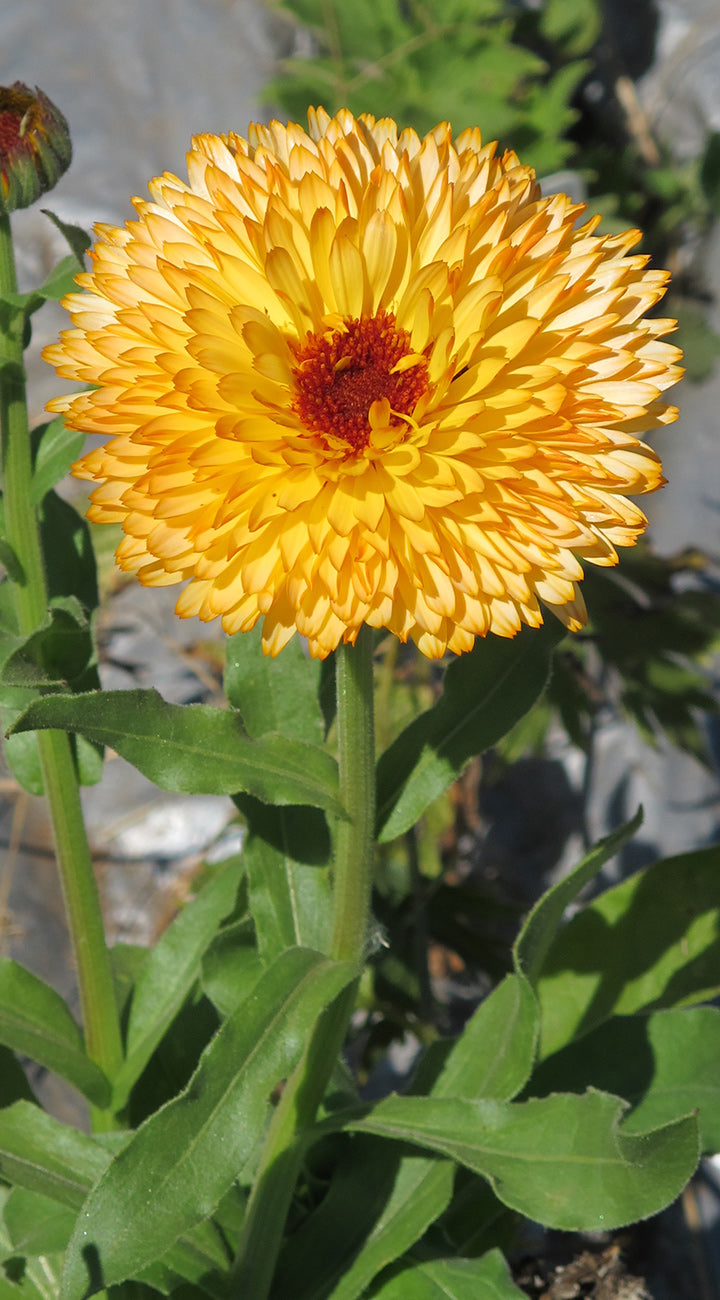 Yellow Calendula flower with a red center on a blurred natural background