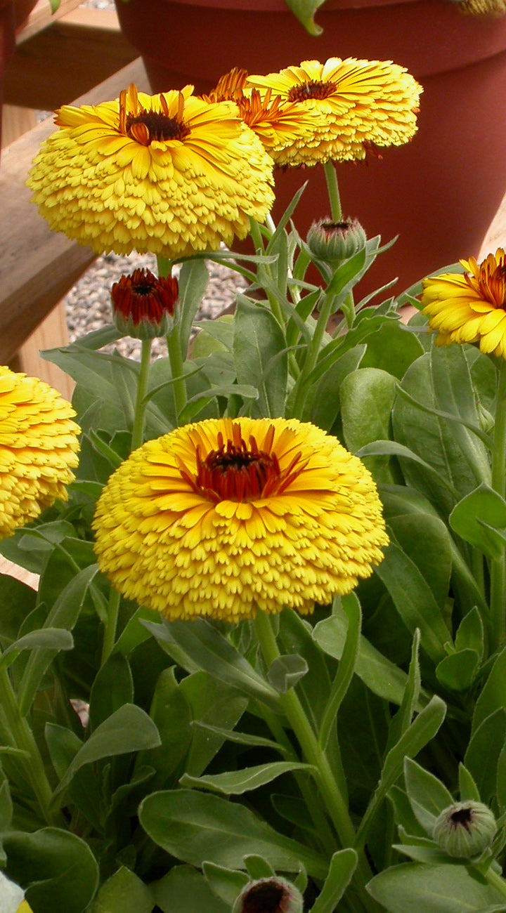 Yellow Calendula flowers with green leaves in a garden setting