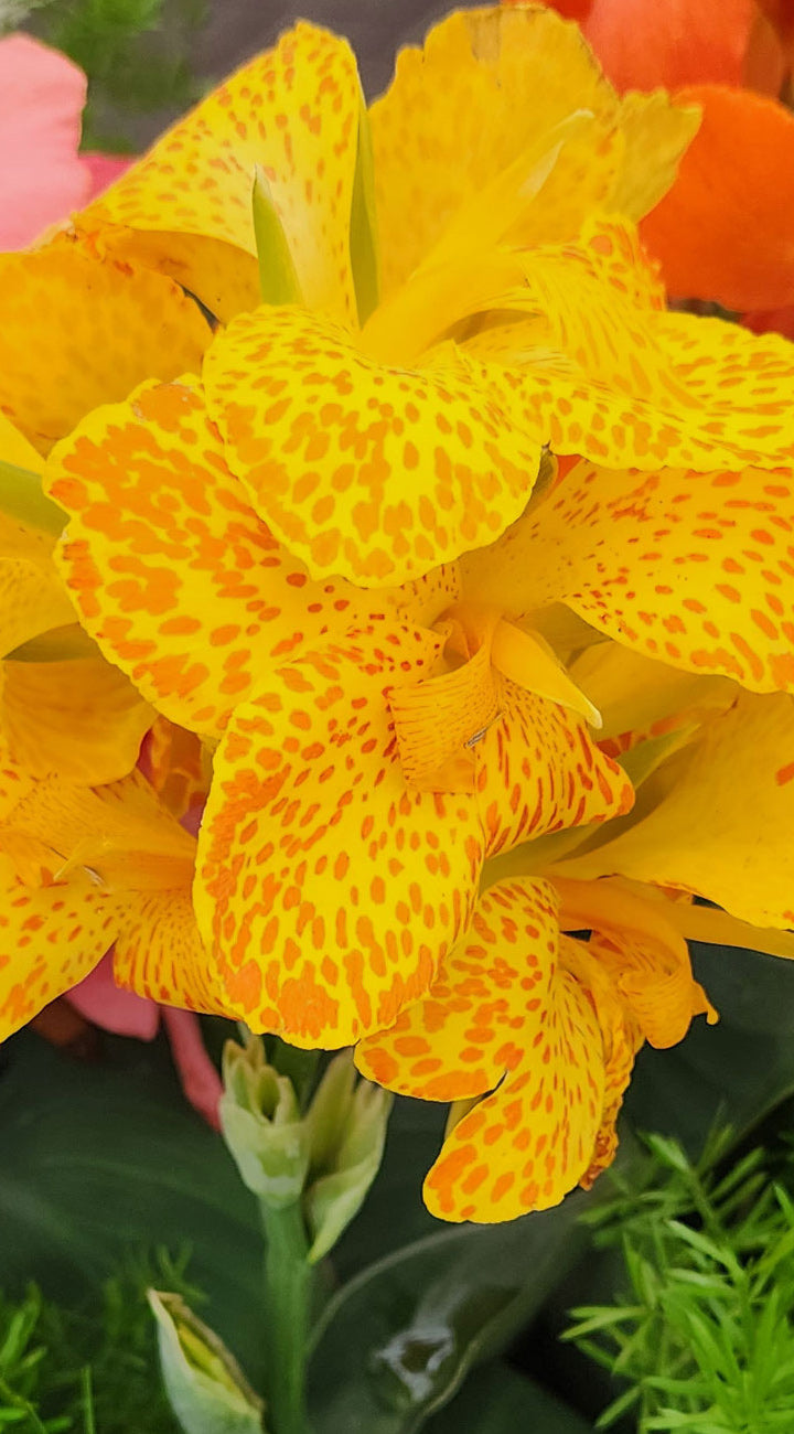 Close-up of a bright yellow canna flower with orange centers