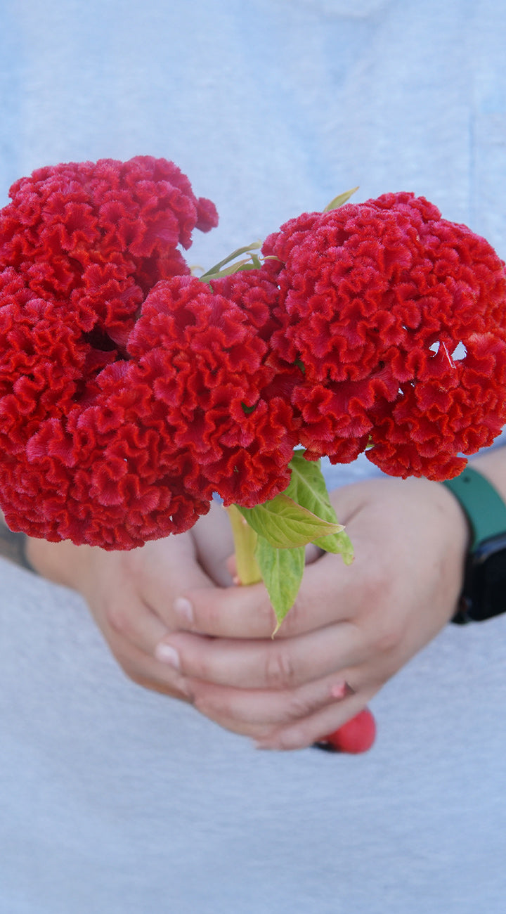 Red Celosia flowers held by a person against a light blue background