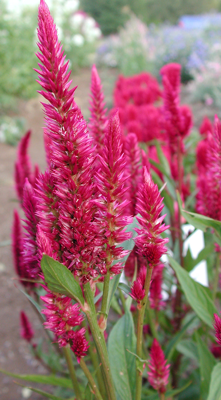 Close-up of vibrant pink celosia flowers with a blurred garden background