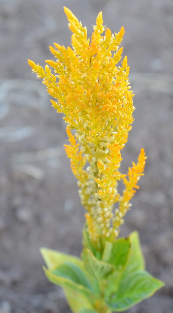 Close-up of a yellow Celosia flower with green leaves against a blurred background