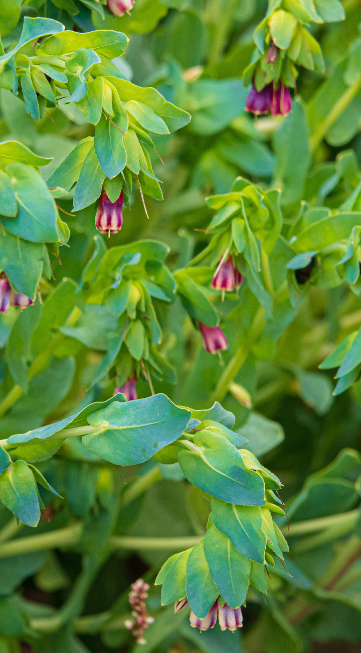 Close-up of a cerinthe plant with green leaves and small purple flowers.