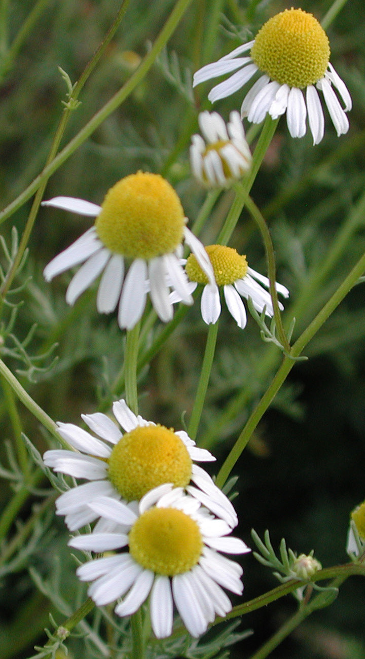 Close-up of white Chamomile flowers with yellow centers on a green plant background